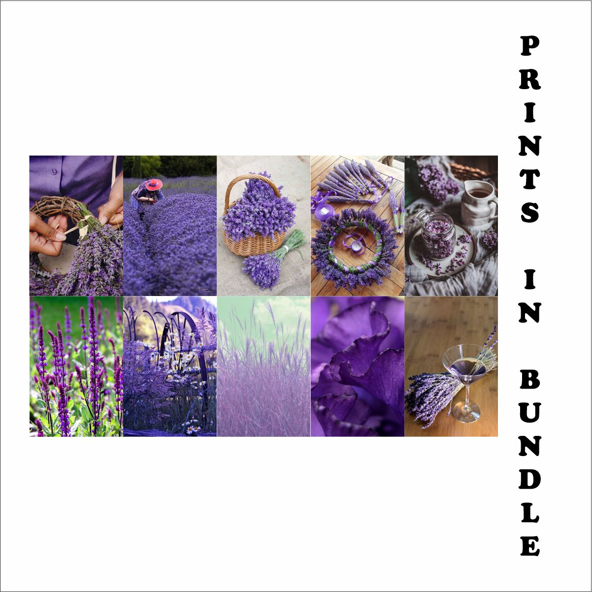 Lavender Aesthetic Poster A4 Size pack Of 10