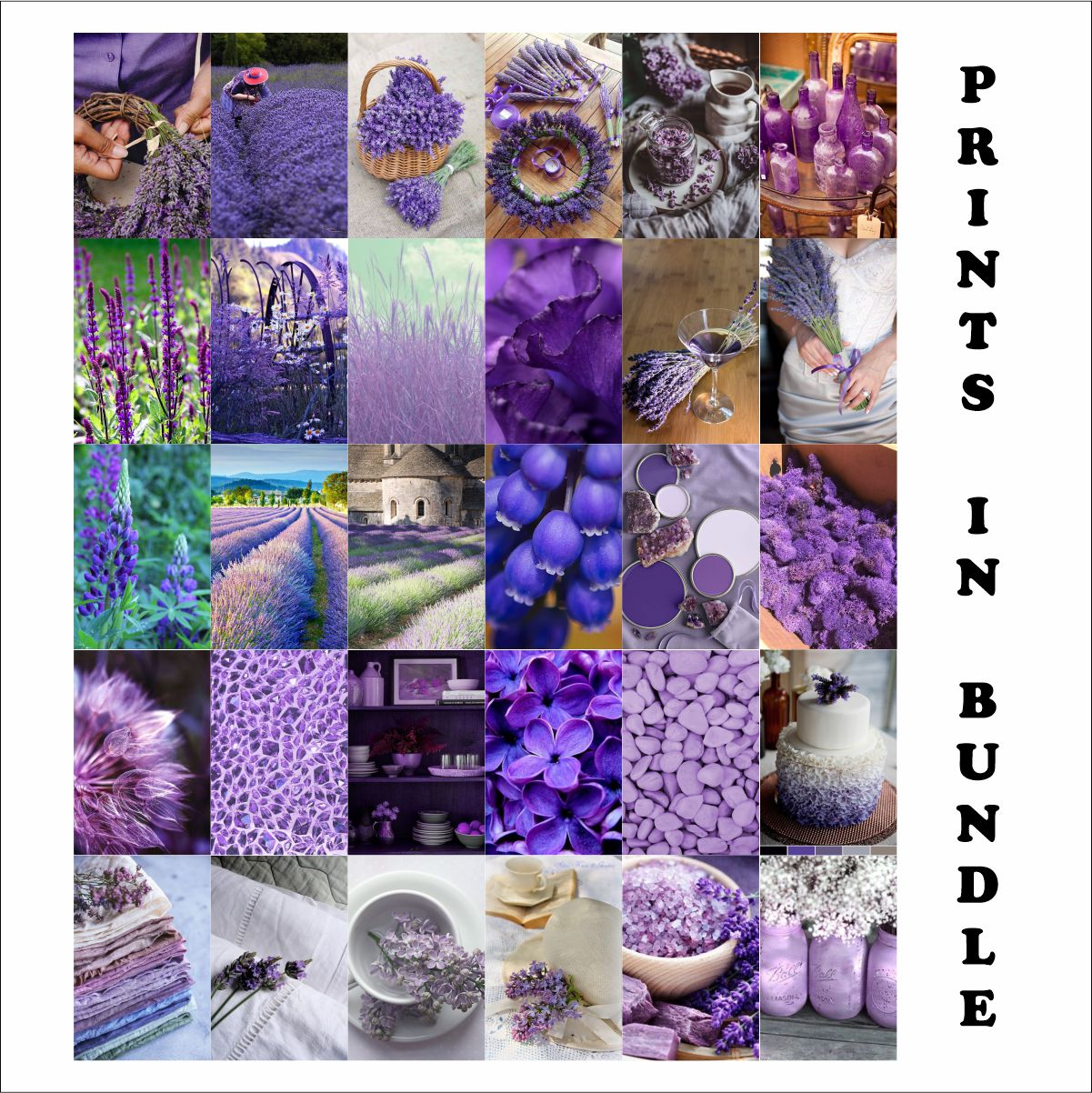 Lavender Poster A6 Size pack of 30